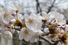 桜の開花