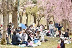 沢山のお客さんが桜の木の下にビニールシートを広げて座り、花見を楽しんでいる写真