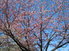 淡い紅色の花が桜の木に咲き誇っている町の木「ベニヤマザクラ」の写真