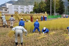 学校田で稲刈り