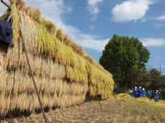 学校田で稲刈り3