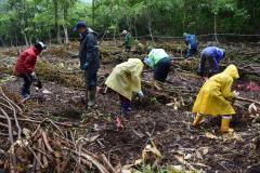 雨が降り足もとの悪い中での植樹の様子