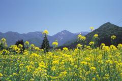 黄色い菜の花が咲き乱れその奥には山脈が広がっている写真